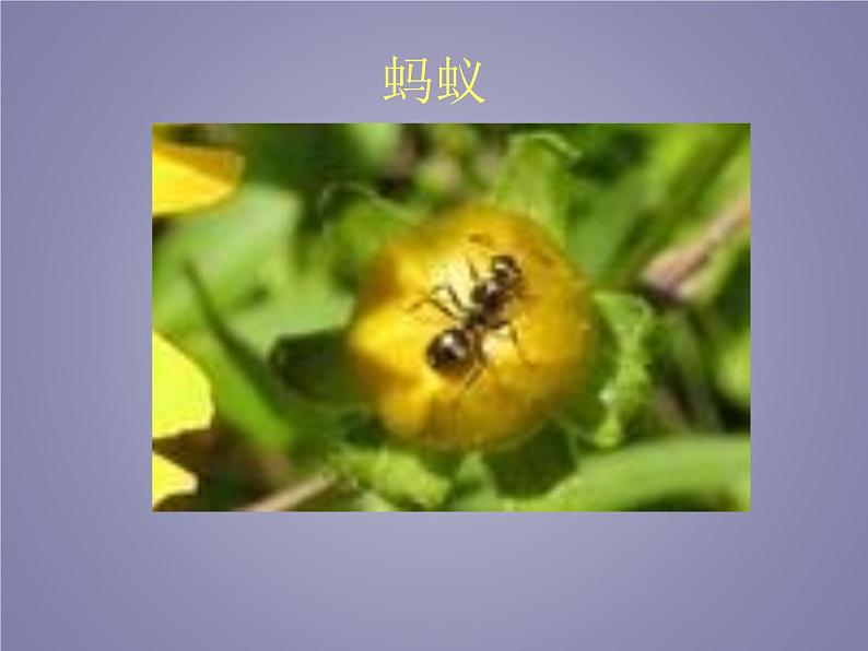 教科版科学六年级下册 1.2 放大镜下的昆虫世界_(3)(课件)第6页