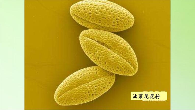 教科版科学六年级下册 1.4 怎样放得更大(1)(课件)06