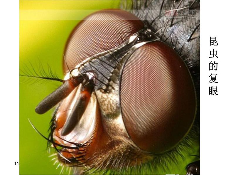 教科版科学六年级下册 1.2 《放大镜下的昆虫世界》(课件)第3页