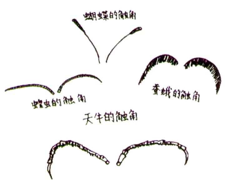 教科版科学六年级下册 1.2 《放大镜下的昆虫世界》(课件)第6页