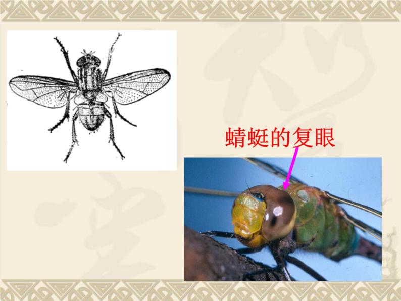教科版科学六年级下册 1.2 《放大镜下的昆虫世界》(2)（课件）03
