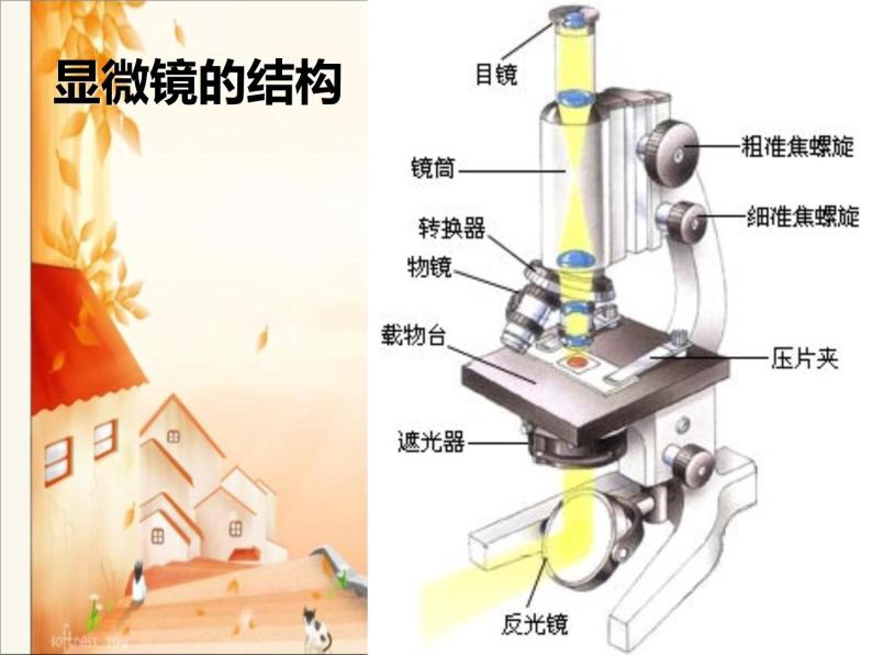 教科版科学六年级下册 1.5 用显微镜观察身边的生命世界(一) （课件）04