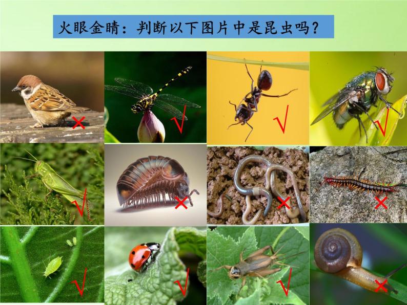 教科版科学六年级下册 1.2 放大镜下的昆虫世界(3)（课件）03