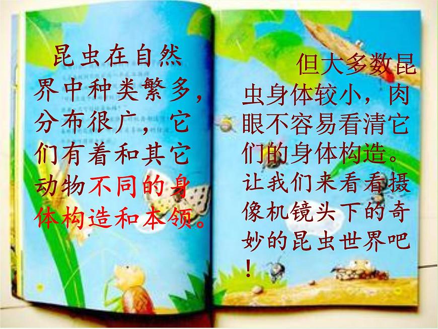 教科版科學(xué)六年級下冊 1.2 放大鏡下的昆蟲世界(1)（課件）第2頁