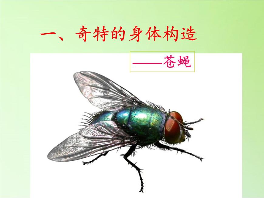 教科版科學(xué)六年級下冊 1.2 放大鏡下的昆蟲世界(1)（課件）第3頁