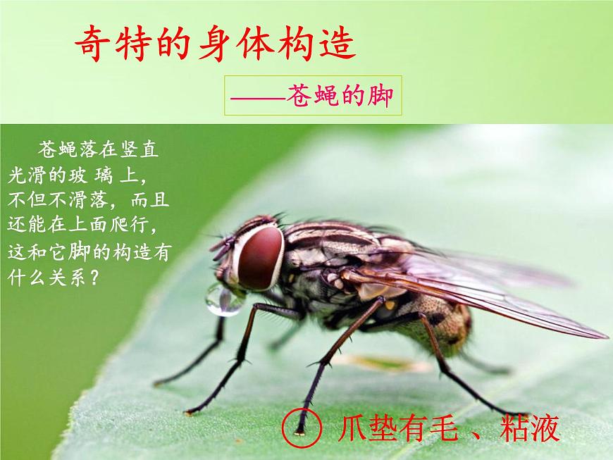 教科版科學(xué)六年級下冊 1.2 放大鏡下的昆蟲世界(1)（課件）第4頁