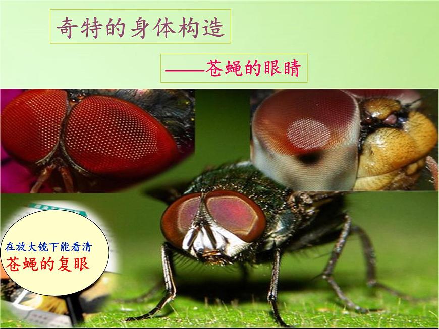教科版科學(xué)六年級下冊 1.2 放大鏡下的昆蟲世界(1)（課件）第6頁