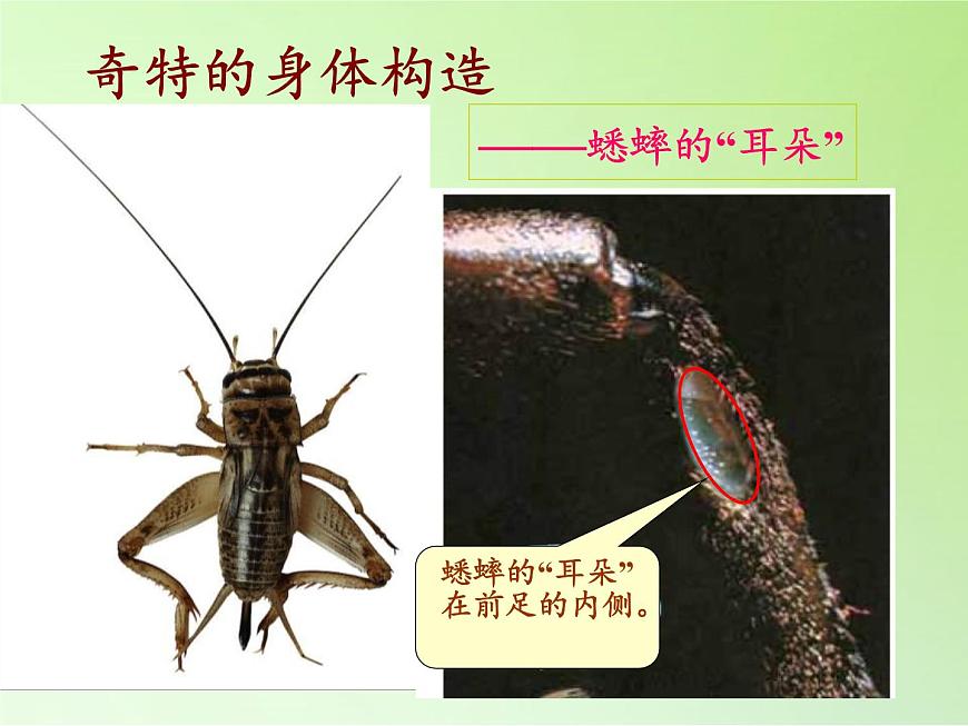 教科版科學(xué)六年級下冊 1.2 放大鏡下的昆蟲世界(1)（課件）第8頁