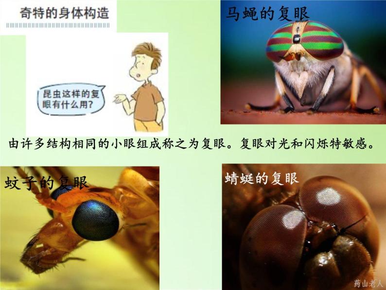 教科版科学六年级下册 1.2 放大镜下的昆虫世界 (2)（课件）04