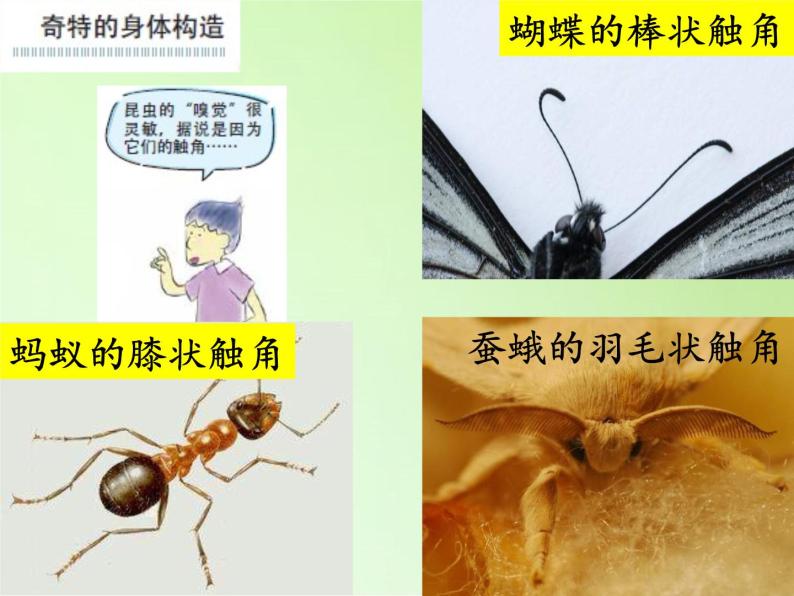 教科版科学六年级下册 1.2 放大镜下的昆虫世界 (2)（课件）07