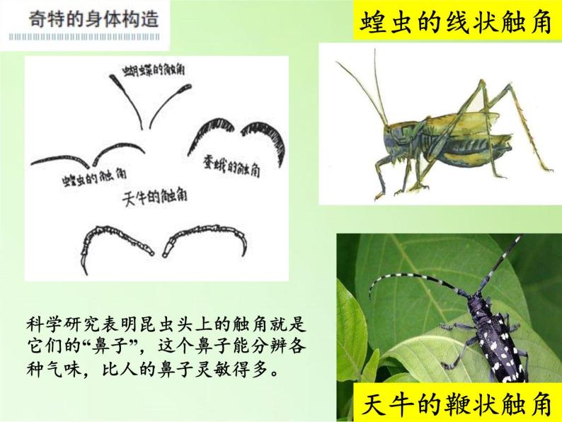 教科版科学六年级下册 1.2 放大镜下的昆虫世界 (2)（课件）08