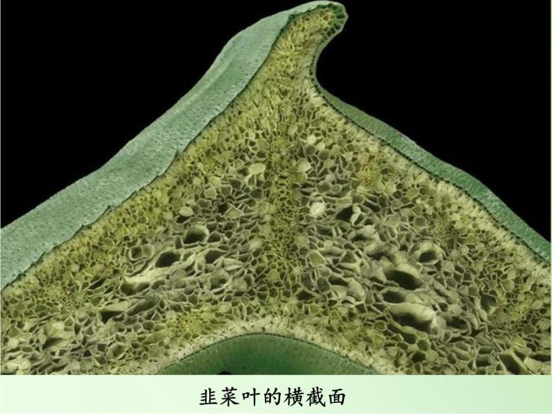 教科版科学六年级下册 1.6 用显微镜观察身边的生命世界（二）(1)（课件）04