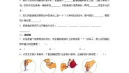小学科学教科版 (2017)六年级上册4.观察洋葱表皮细胞巩固练习