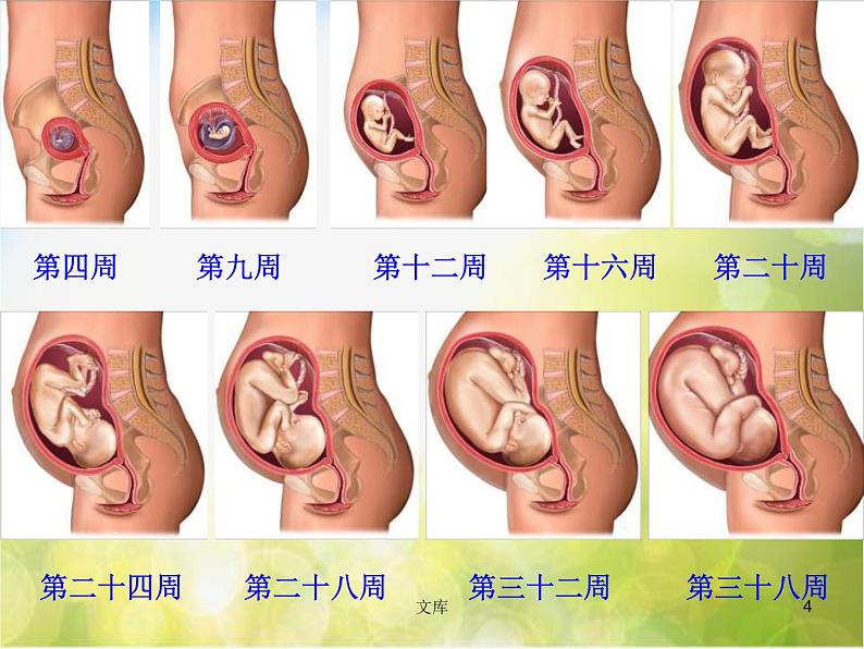 苏教小学科学五下《3.3.我是怎样出生的》PPT课件(3)第4页