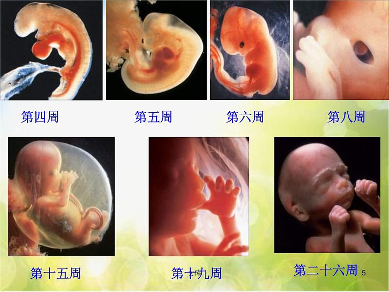 苏教小学科学五下《3.3.我是怎样出生的》PPT课件(3)第5页