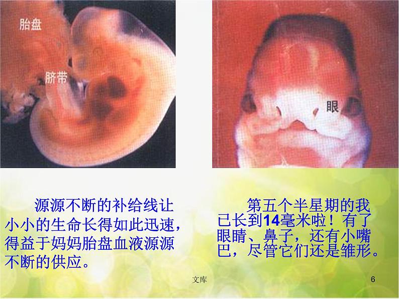 苏教小学科学五下《3.3.我是怎样出生的》PPT课件(3)第6页