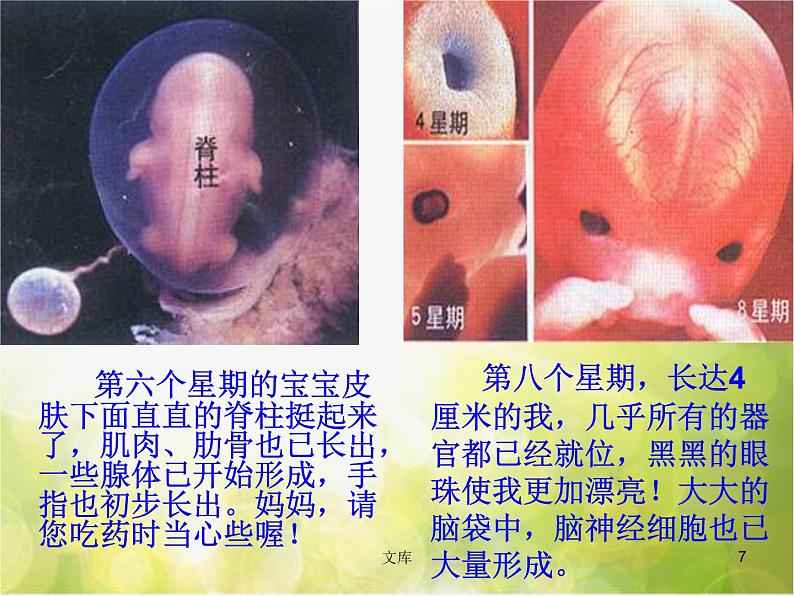 苏教小学科学五下《3.3.我是怎样出生的》PPT课件(3)第7页