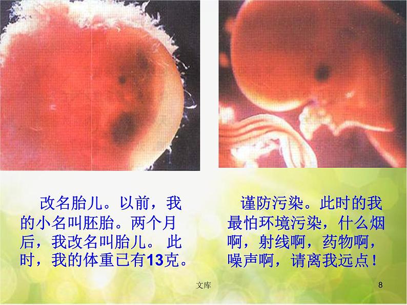 苏教小学科学五下《3.3.我是怎样出生的》PPT课件(3)第8页