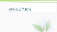 人教版 (新课标)三年级下册1 观察春天的植物教学课件ppt