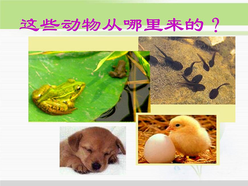 人教版小學(xué)科學(xué)三年級(jí)下冊(cè)1.1觀察春天的植物PPT課件第3頁