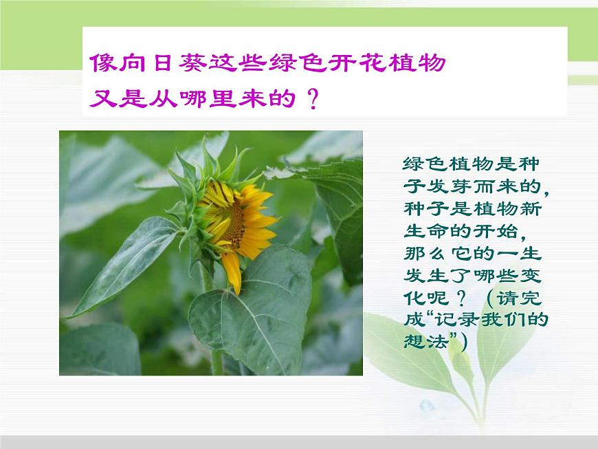 人教版小學(xué)科學(xué)三年級(jí)下冊(cè)1.1觀察春天的植物PPT課件第4頁