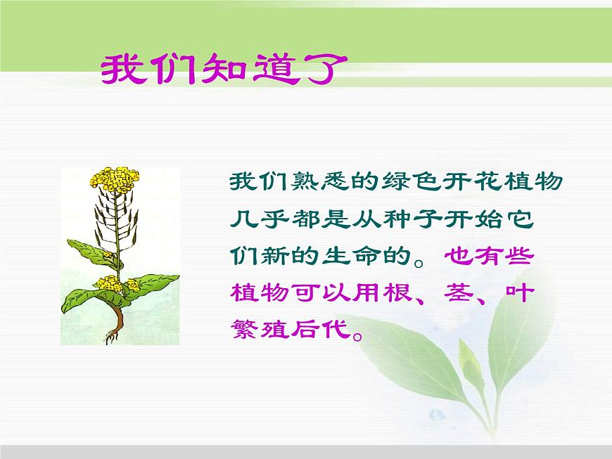 人教版小學(xué)科學(xué)三年級(jí)下冊(cè)1.1觀察春天的植物PPT課件第6頁
