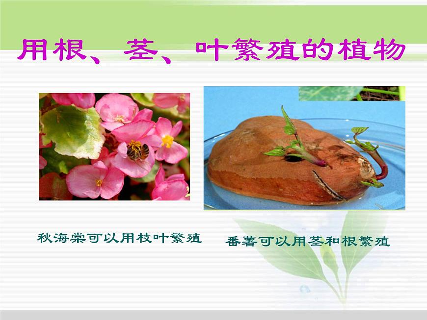 人教版小學(xué)科學(xué)三年級(jí)下冊(cè)1.1觀察春天的植物PPT課件第7頁