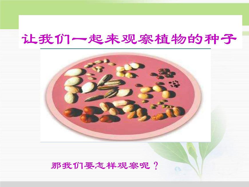 人教版小學(xué)科學(xué)三年級(jí)下冊(cè)1.1觀察春天的植物PPT課件第8頁