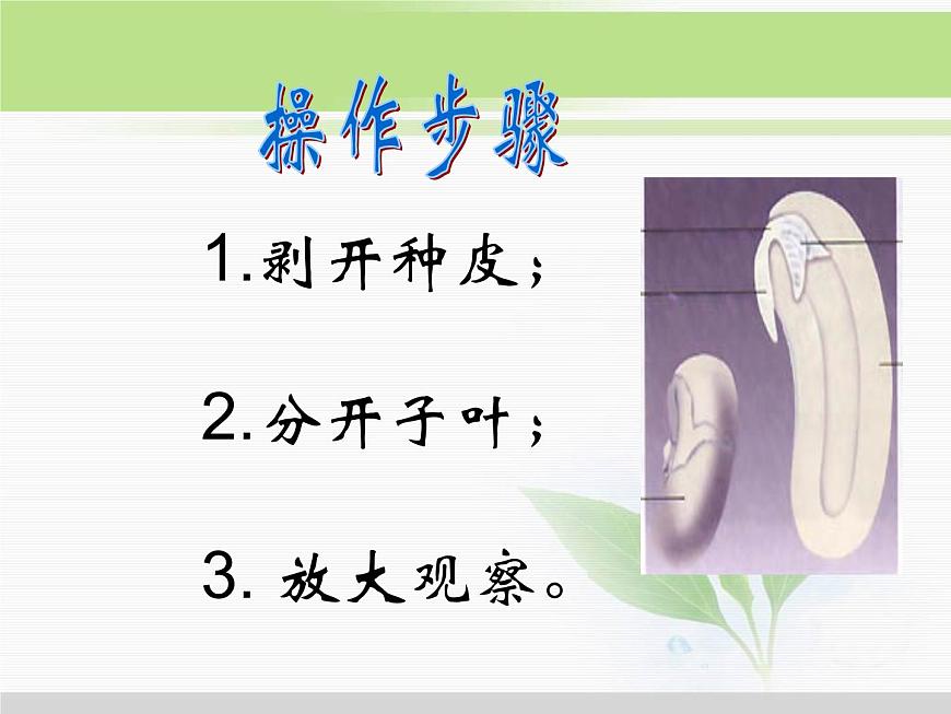 人教版小學(xué)科學(xué)三年級下冊2.1植物的種子PPT課件第5頁