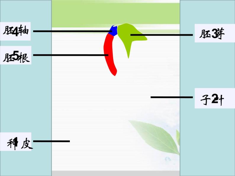 人教版小学科学三年级下册2.1植物的种子PPT课件07