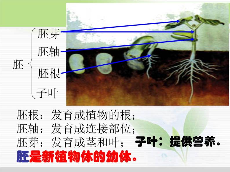 人教版小学科学三年级下册2.1植物的种子PPT课件08