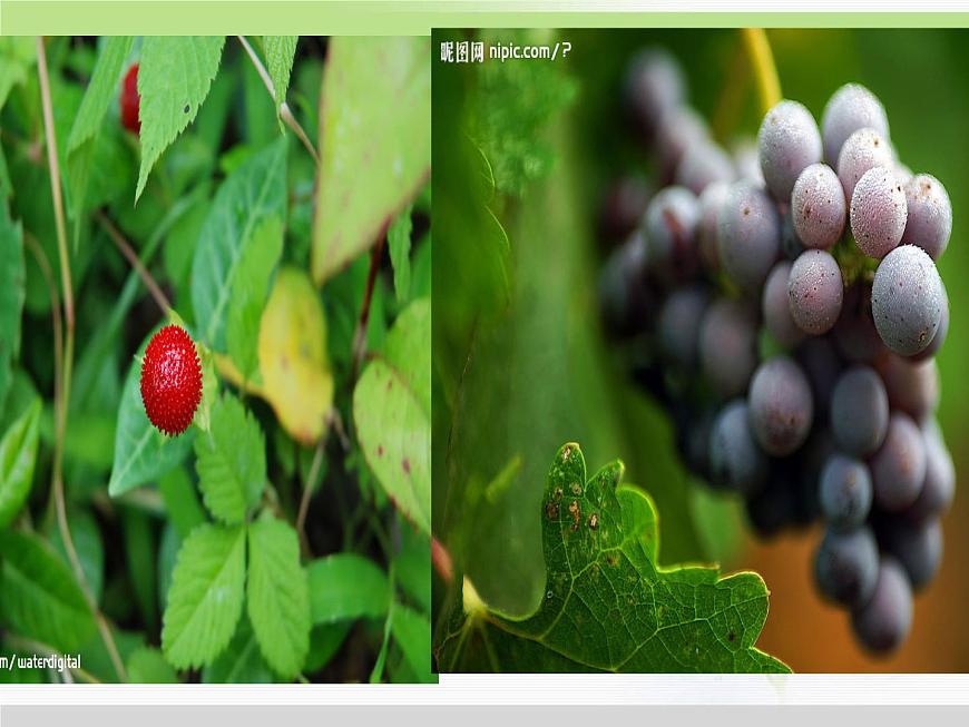 人教版小學(xué)科學(xué)三年級(jí)下冊(cè)2.3植物的身體PPT課件第3頁(yè)