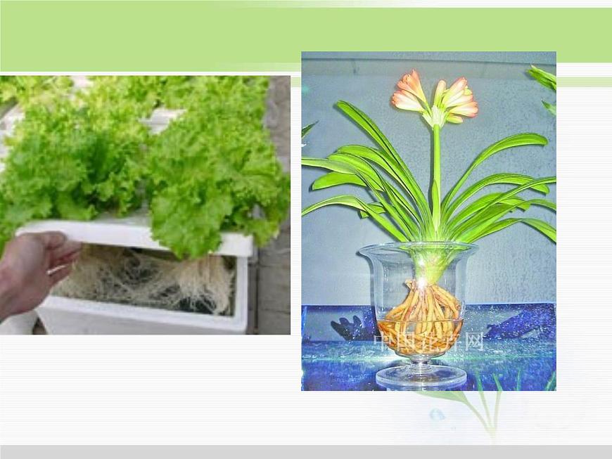 人教版小學(xué)科學(xué)三年級(jí)下冊(cè)2.3植物的身體PPT課件第6頁(yè)