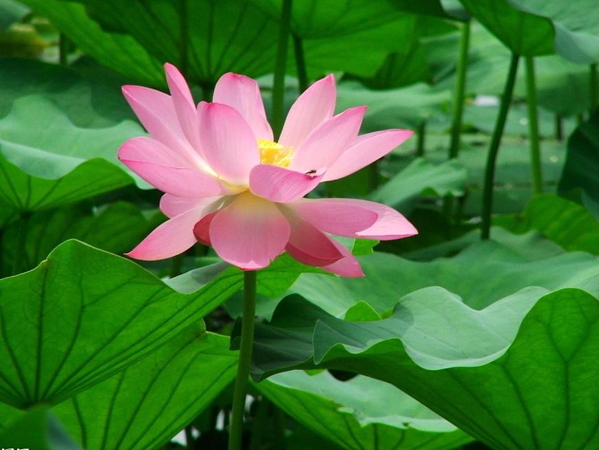 人教版小學(xué)科學(xué)三年級(jí)下冊(cè)4.1植物和我們的生活PPT課件第6頁(yè)