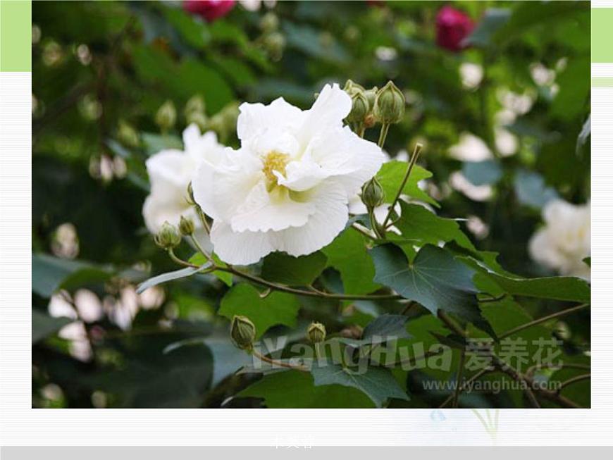 人教版小學(xué)科學(xué)三年級(jí)下冊(cè)4.1植物和我們的生活PPT課件第7頁(yè)
