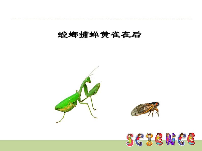 2020小学五年级上册科学课件-6谁吃谁鄂教版(11张)ppt课件02