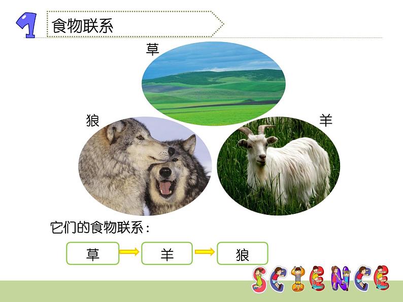 2020小学五年级上册科学课件-6谁吃谁鄂教版(11张)ppt课件05