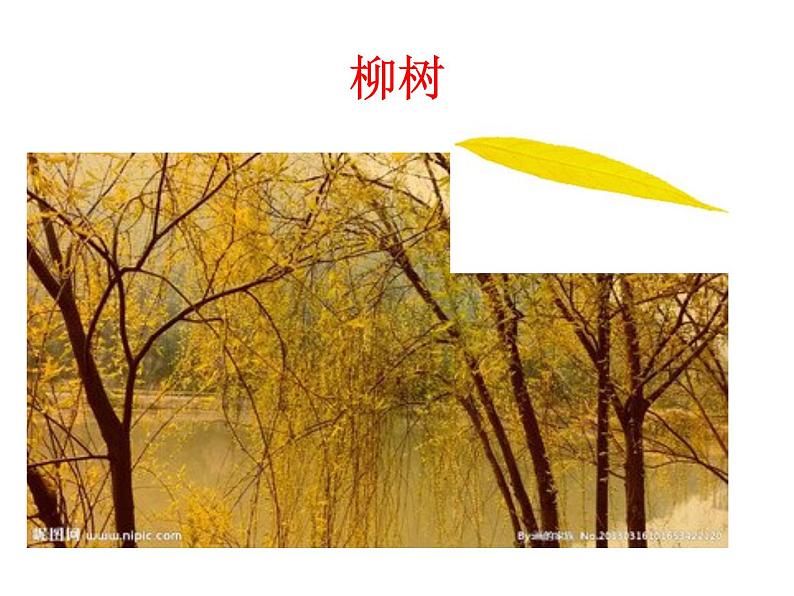 2020小学一年级上册科学课件-第9课《树叶变黄了》苏教版(7张)ppt课件04