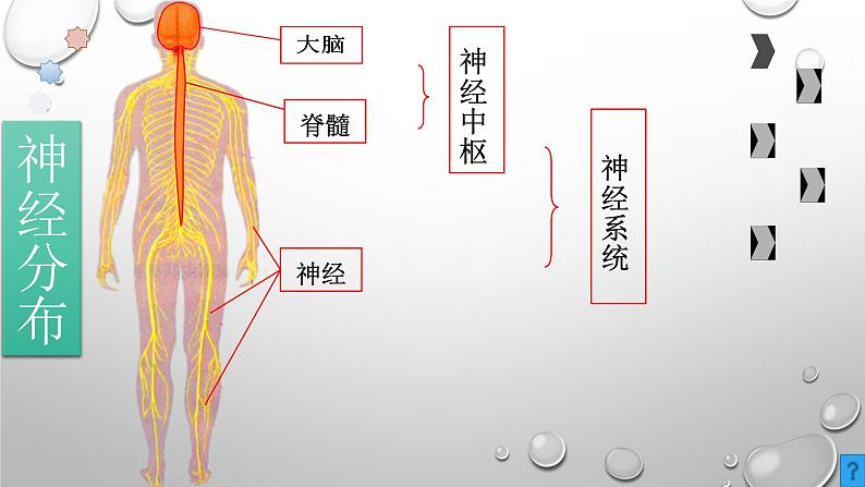 2020小学五年级下册科学课件5.2神经苏教版(9张)ppt课件第4页