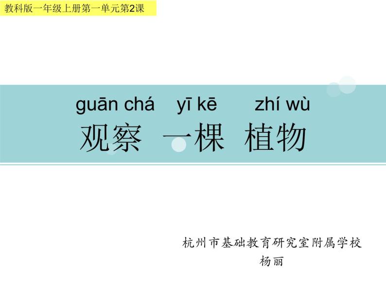 2020小学一年级上册科学课件-1.2观察一棵植物教科版(10张)ppt课件02