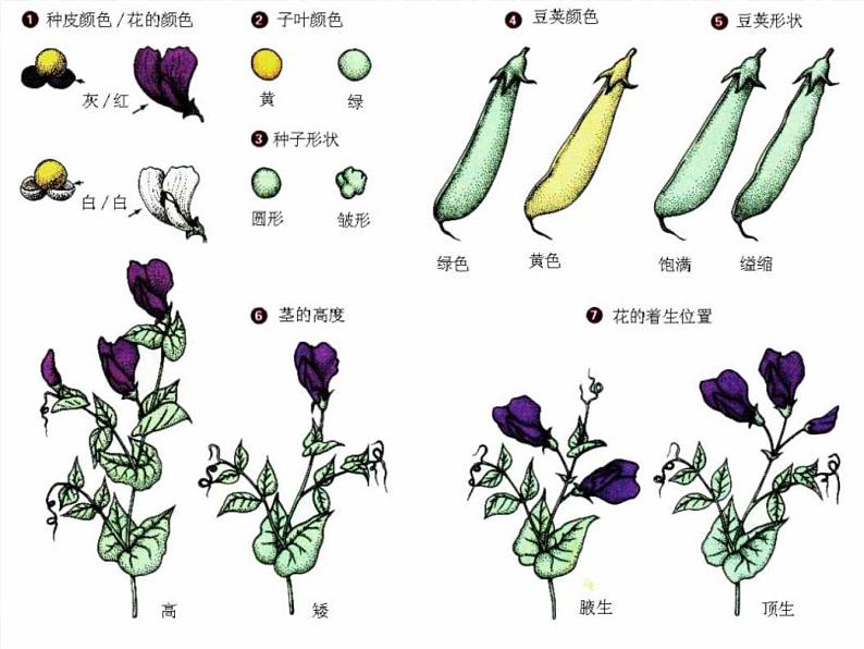 小学六年级下册科学-2.3寻找遗传与变异的秘密-苏教版-(12张)ppt课件04