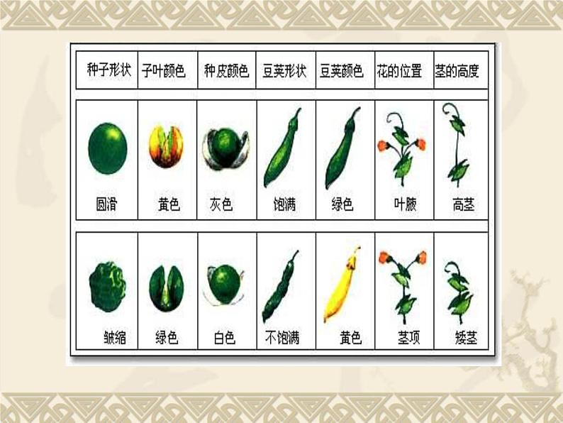 小学六年级下册科学-2.3寻找遗传与变异的秘密-苏教版-(12张)ppt课件06