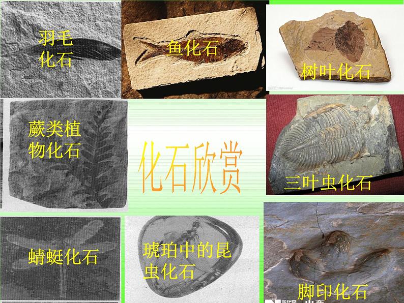 小学六年级下册科学-3.2化石告诉我们什么-苏教版(25张)ppt课件第4页