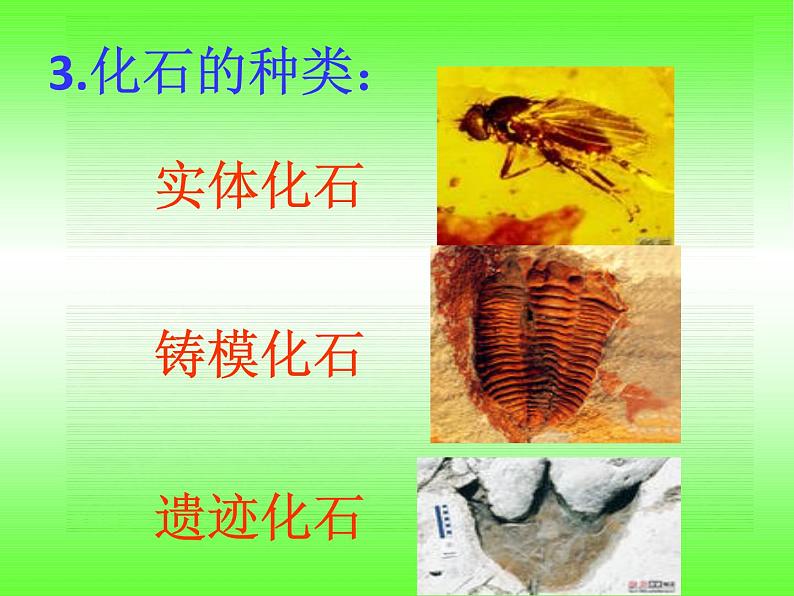 小学六年级下册科学-3.2化石告诉我们什么-苏教版(25张)ppt课件第7页