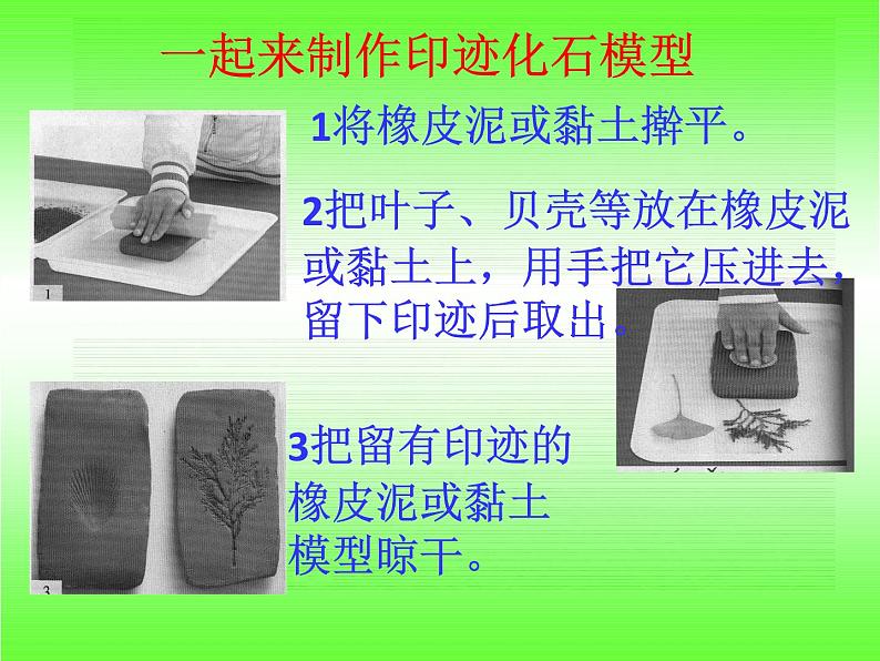 小学六年级下册科学-3.2化石告诉我们什么-苏教版(25张)ppt课件第8页
