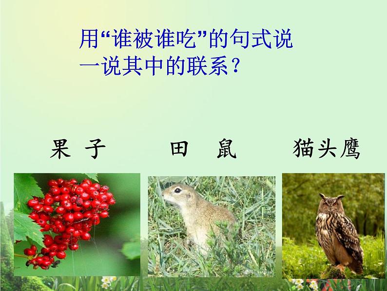 小学六年级下册科学-4.3有趣的食物链-苏教版(29张)(1)ppt课件第4页