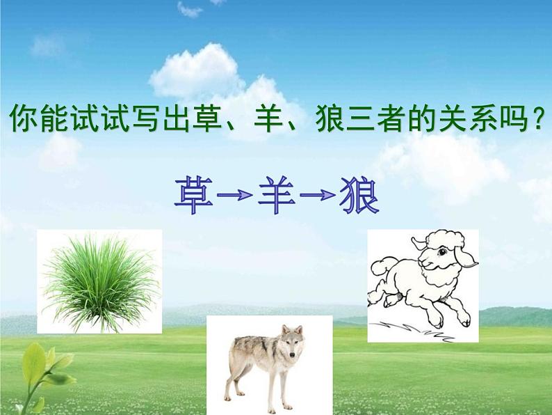 小学六年级下册科学-4.3有趣的食物链-苏教版(29张)(1)ppt课件第6页