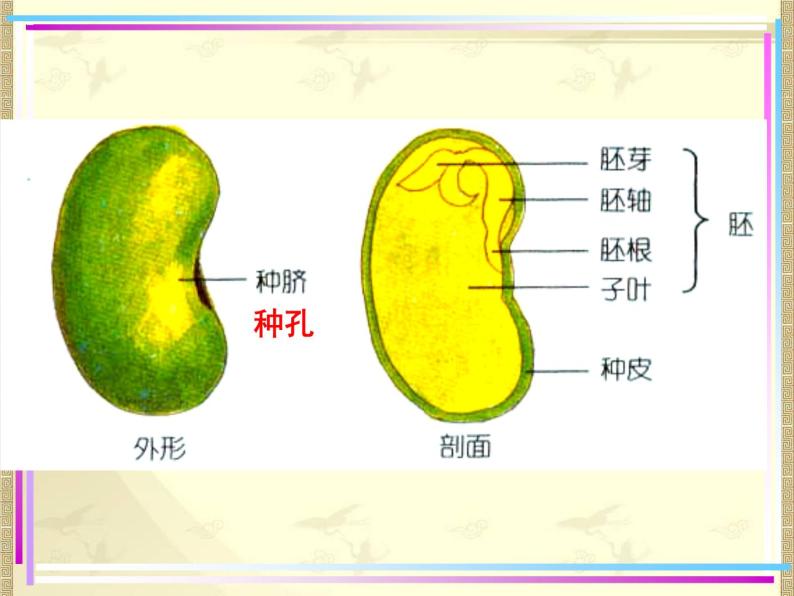 2020年-三年级下册科学课件14.植物怎样度过一生首师大版(24张)ppt课件08