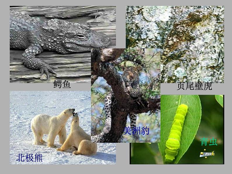 2020年三年级下册科学课件10.动物怎样保护自己首师大版(15张)ppt课件第3页