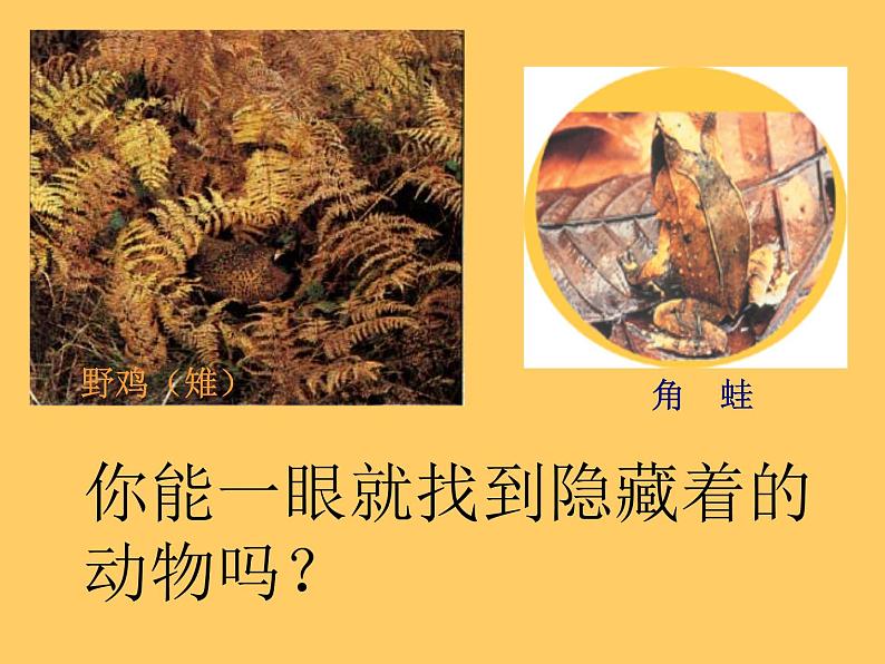 2020年三年级下册科学课件10.动物怎样保护自己首师大版(15张)ppt课件第4页